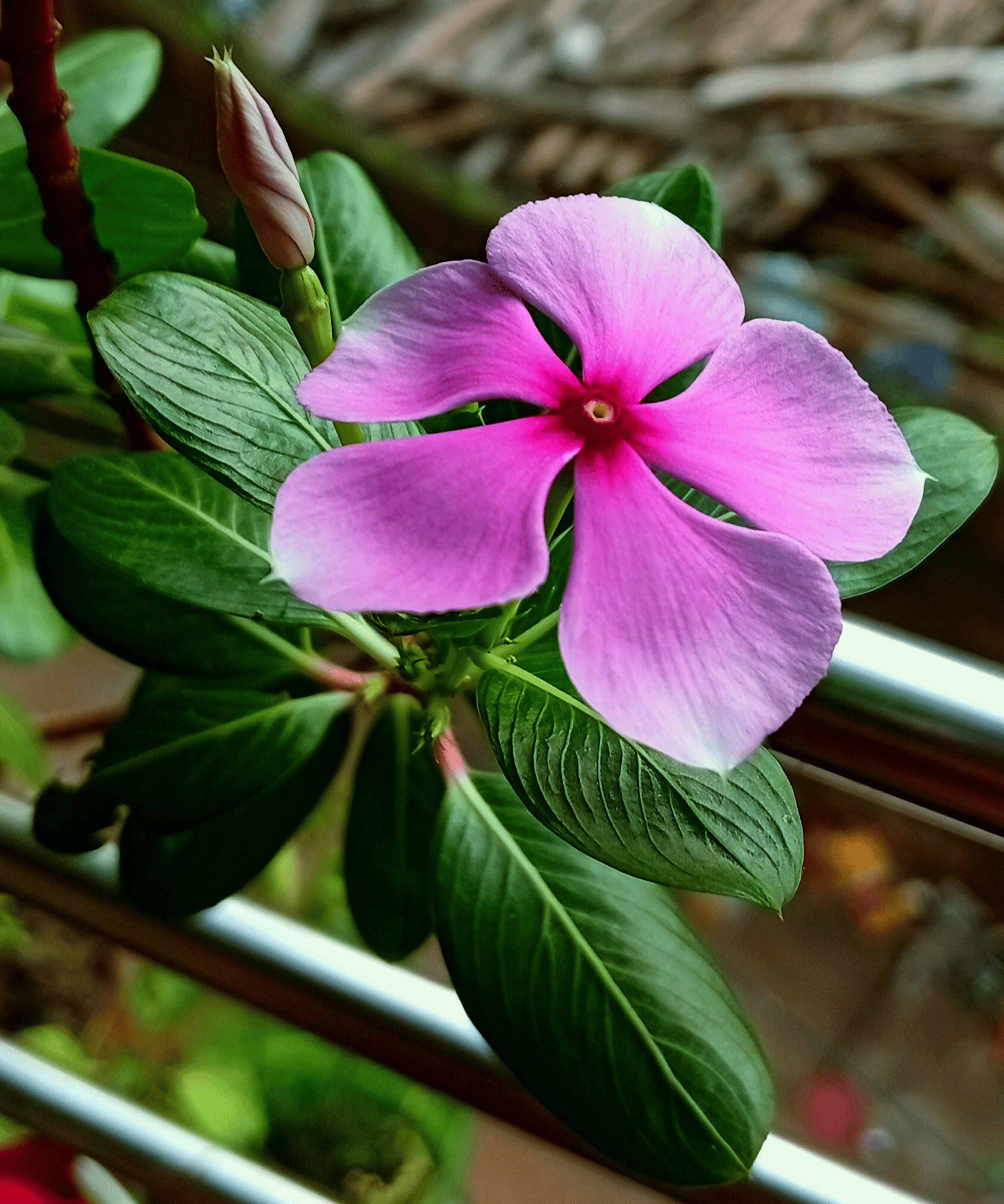 Vinca's Gentle Beauty