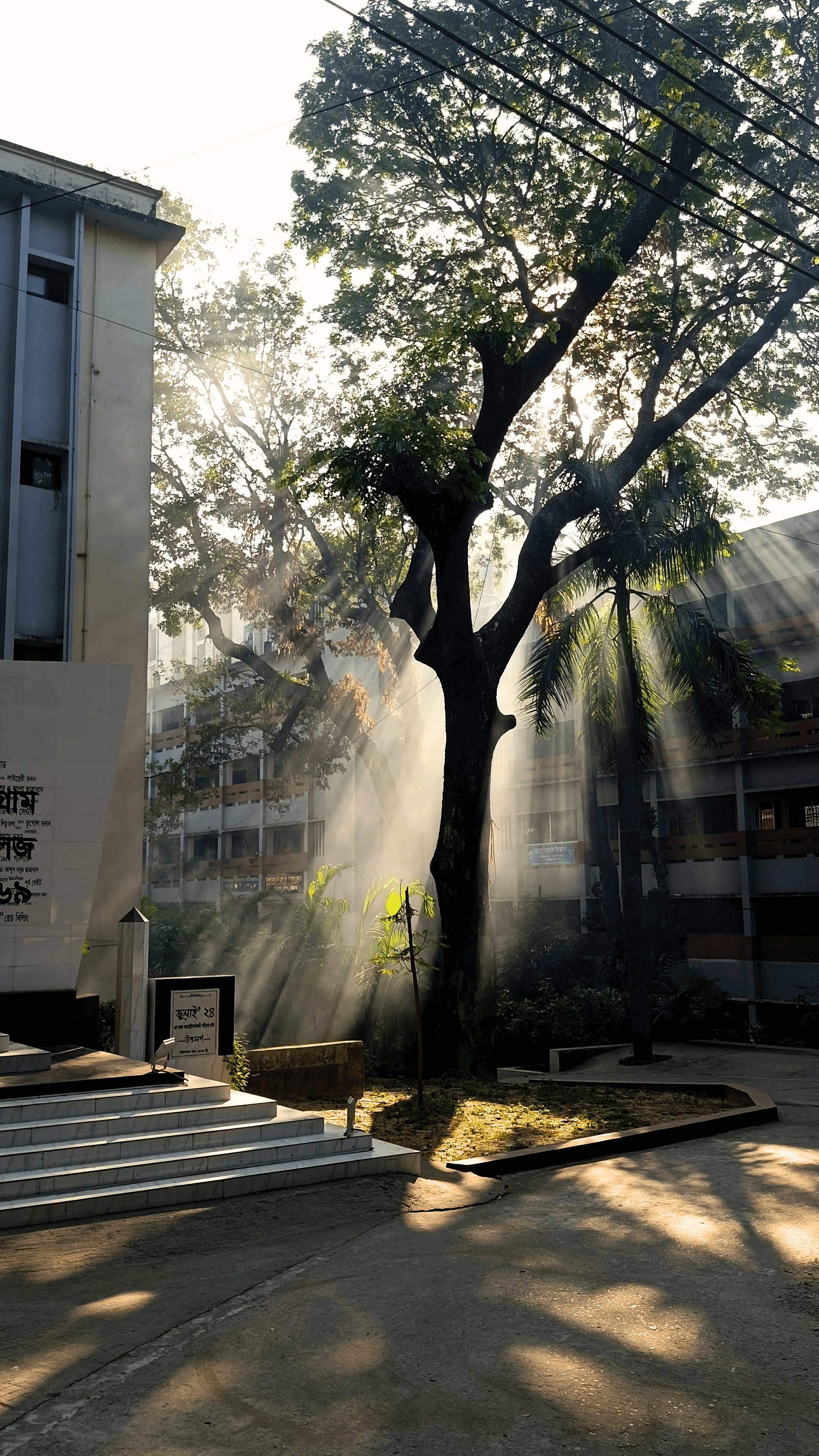 Morning Radiance